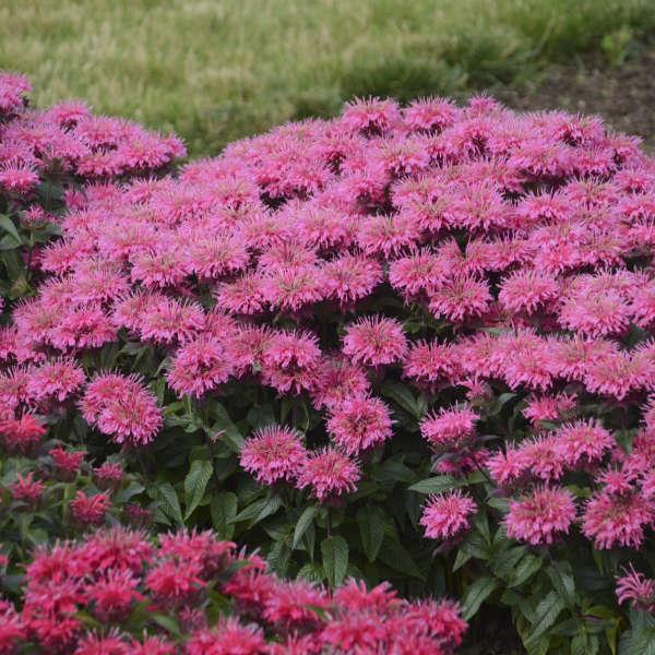 MONARDA ‘Bubblegum Blast’