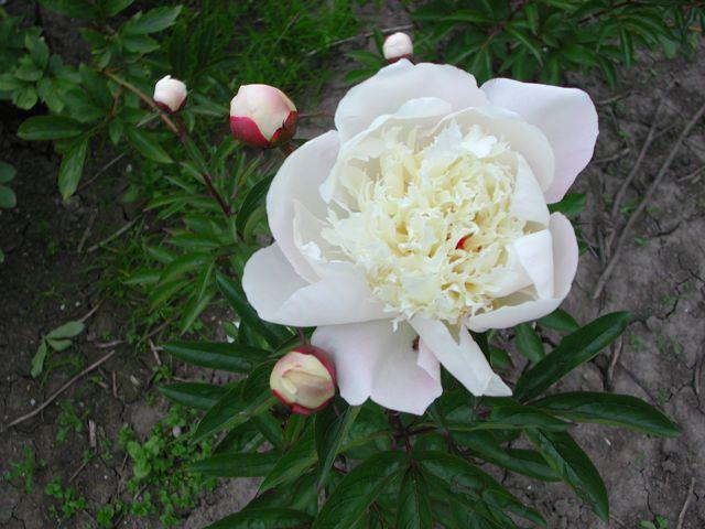 PAEONIA lactiflora ‘Immaculée’