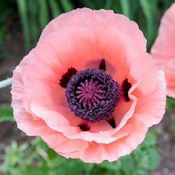 PAPAVER orientalis ‘Princess Victoria Louise’