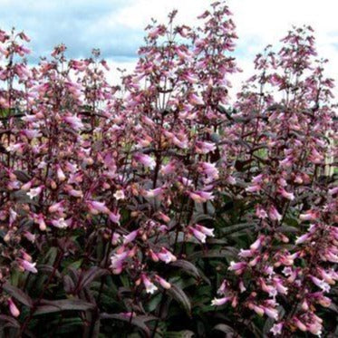 PENSTEMON digitalis ‘Dark Towers’