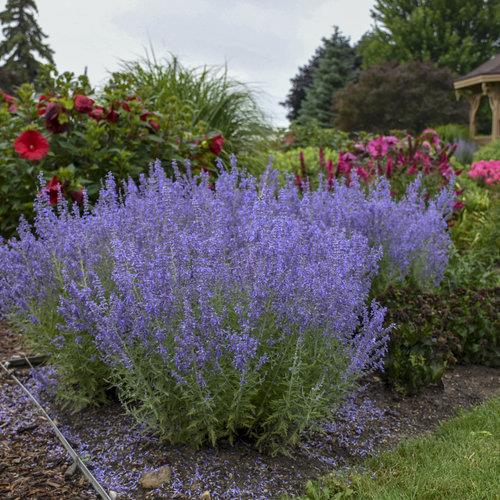 PEROVSKIA atriplicifolia ‘Denim n’ Lace’