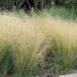 DESCHAMPSIA caespitosa