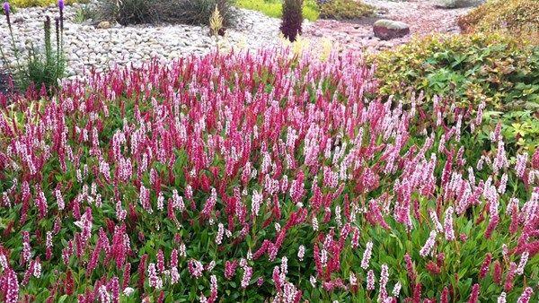 PERSICARIA affinis (Polygonum affinis) Renouée