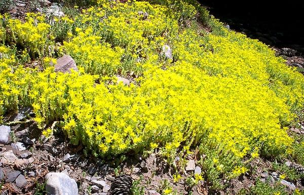 SEDUM acre (Poivre de muraille)