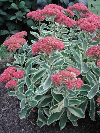 SEDUM ‘Lajos’ (’Autumn Charm’)