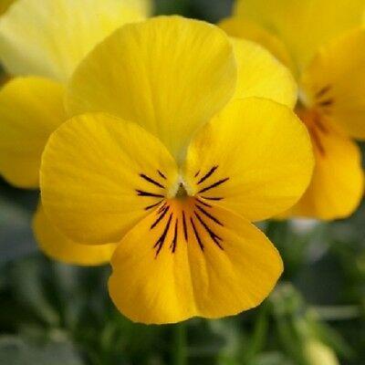 VIOLA ‘Perfection Yellow’