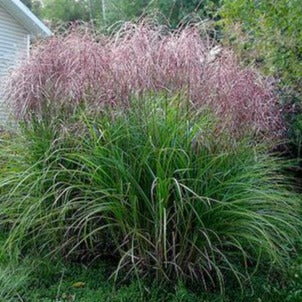 MISCANTHUS sinensis ‘Huron Sunrise’