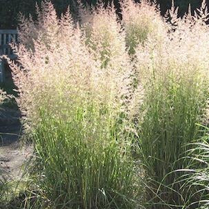 CALAMAGROSTIS acutiflora ‘Eldorado’