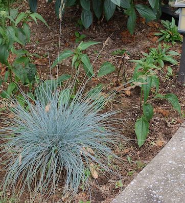 FESTUCA glauca