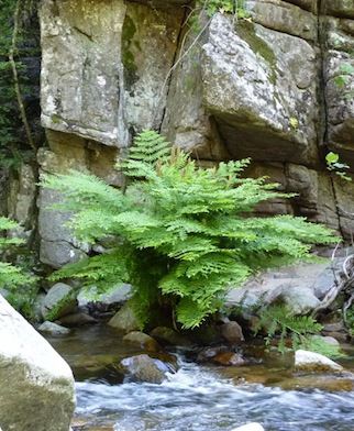 OSMUNDA regalis