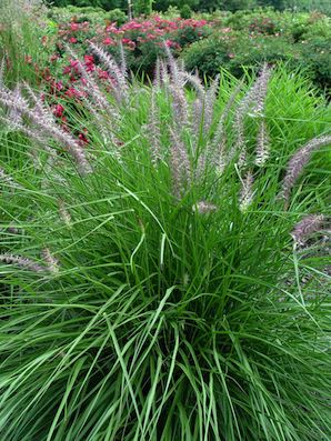 PENNISETUM orientale ‘Karley Rose’