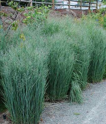 PANICUM virgatum ‘Heavy Metal’