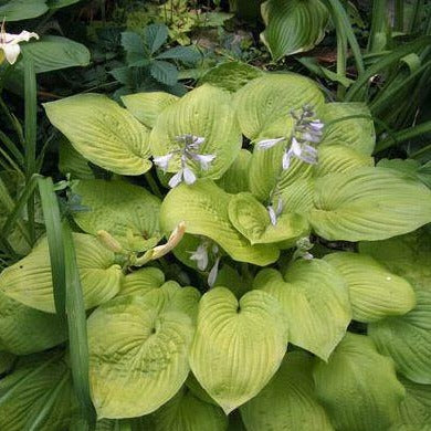 HOSTA ‘August Moon’