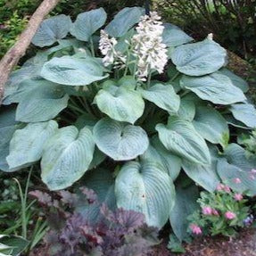 HOSTA ‘Blue Angel’