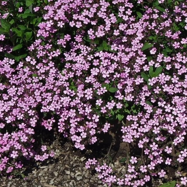 SAPONARIA ocymoides