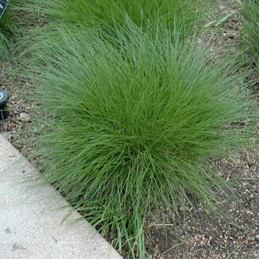 SCHIZACHYRIUM scoparium