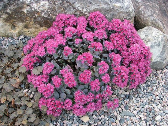 SEDUM cauticola