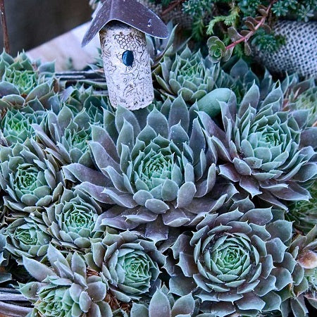 SEMPERVIVUM ‘Pacific Blue’