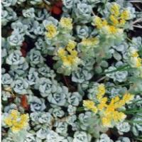 SEDUM spathulifolium 'Cape blanco'