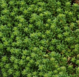 SEDUM album ‘Green Ice’