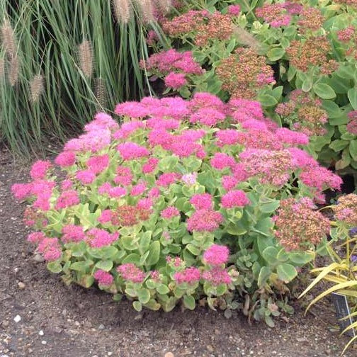 SEDUM spectabilis 'Brillant'