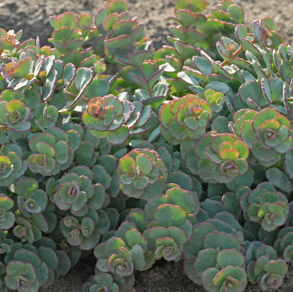 SEDUM sieboldii