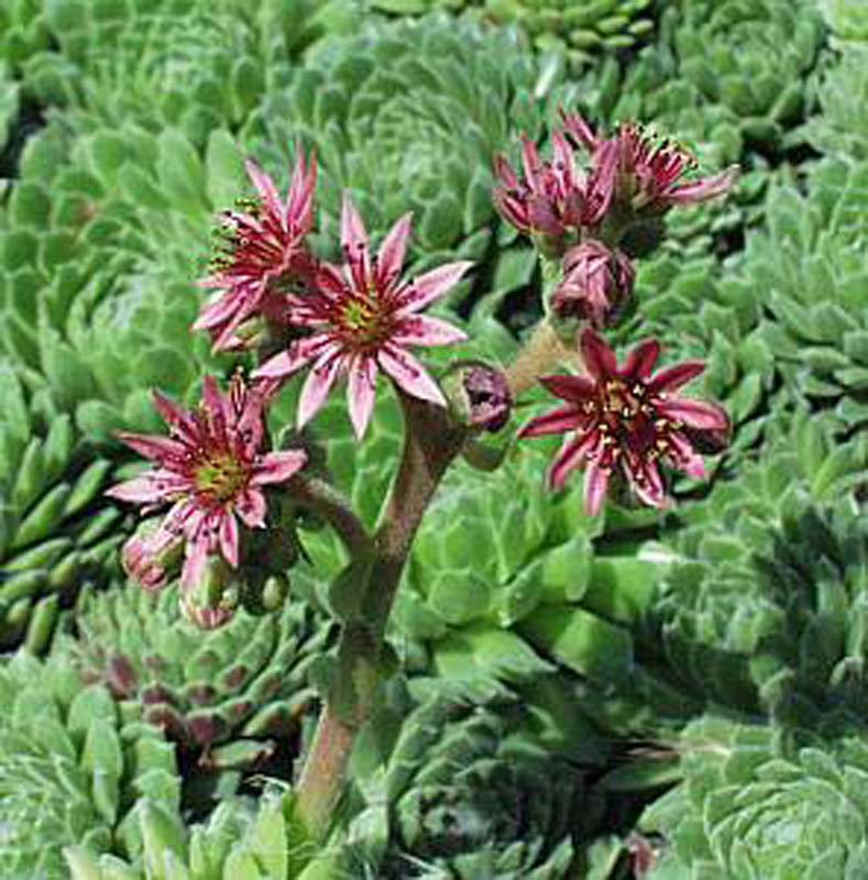 SEMPERVIVUM ‘piloseum’ Joubarbe des toits