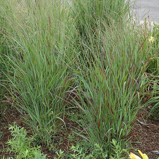 PANICUM virgatum ‘Shenendoah’