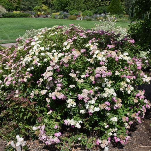 Spiraea japonica 'Shirobana' (Spirée japonaise ‘Shirobana’)