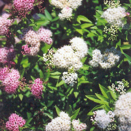 Spiraea japonica 'Shirobana' (Spirée japonaise ‘Shirobana’)