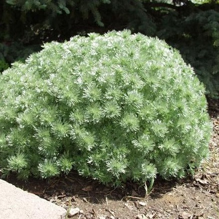 ARTEMISIA schmidtiana ‘Silver Mound’