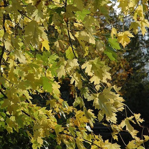 Acer saccharinum (Érable argenté)