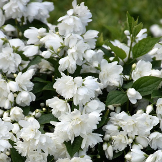 Philadelphus 'Snowbelle' (Seringat ‘Snowbelle’)