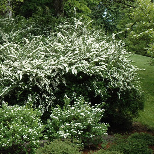 Spiraea nipponica 'Snowmound' (Spirée japonaise ‘Snowmound’)