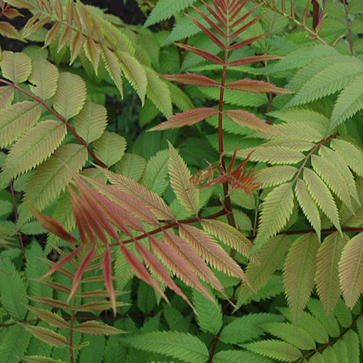 Sorbaria sorbifolia 'Sem' (Fausse Spirée compacte ‘Sem’)