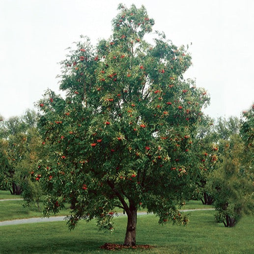 Sorbus acuparia (Sorbier des oiseaux)