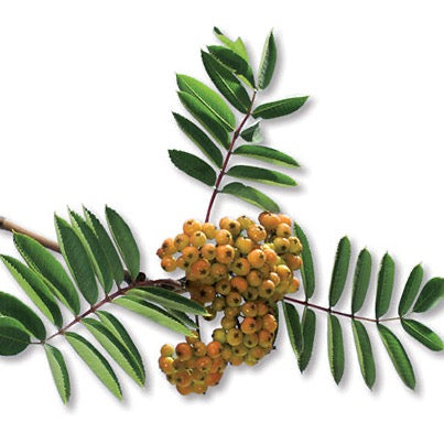 Sorbus acuparia (Sorbier des oiseaux)