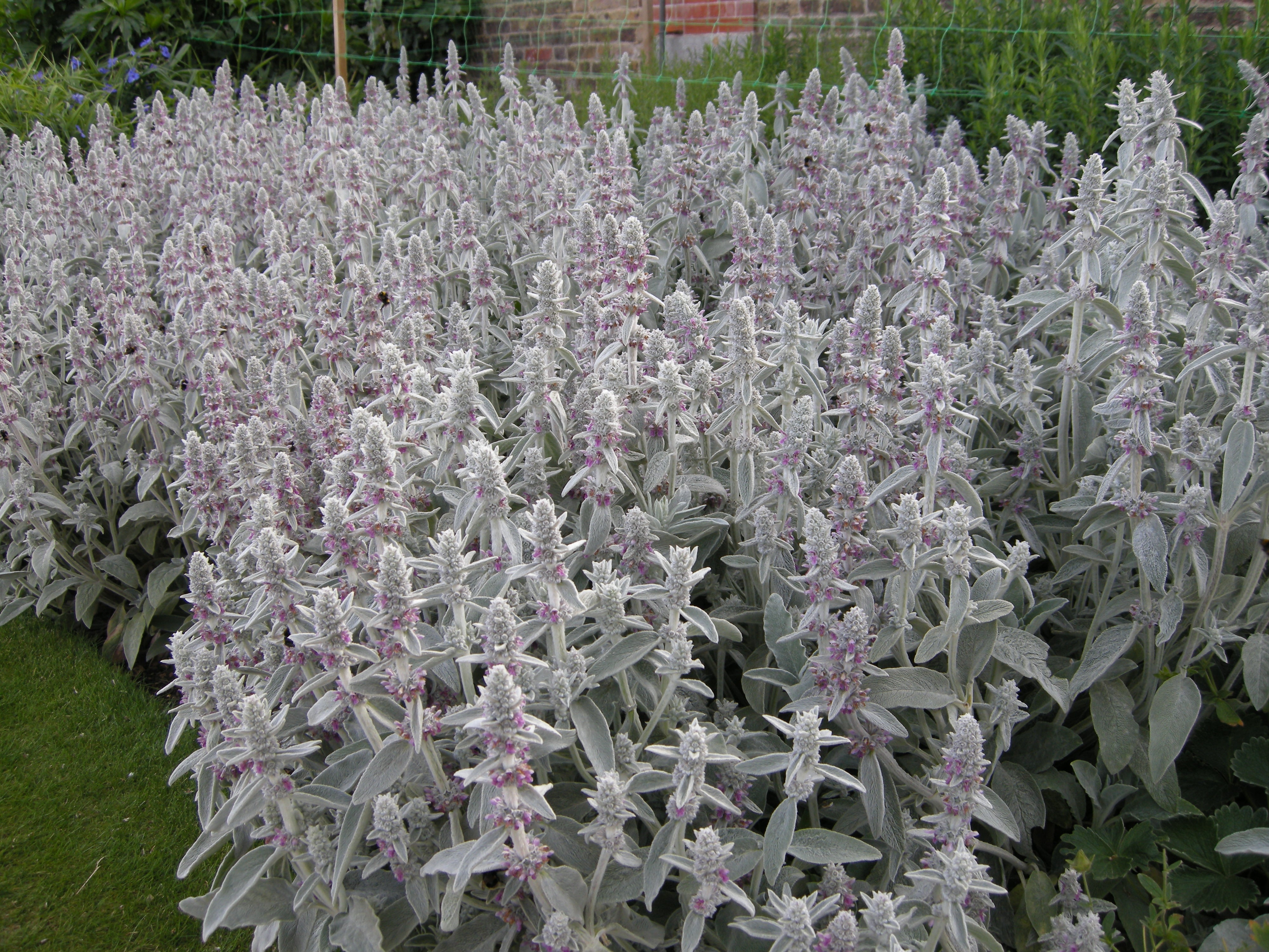 STACHYS byzantina (’Oreille de lapin’)