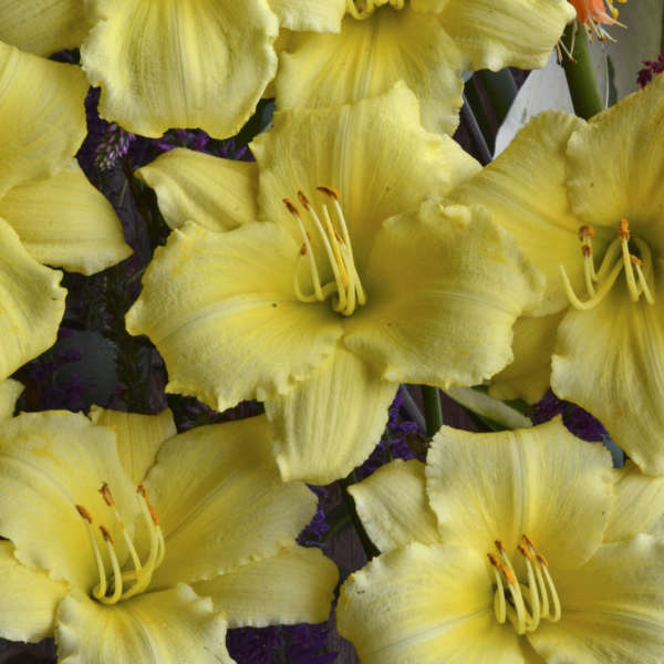 Hemerocallis 'Stella Supreme' (Hémérocalle 'Stella Supreme')