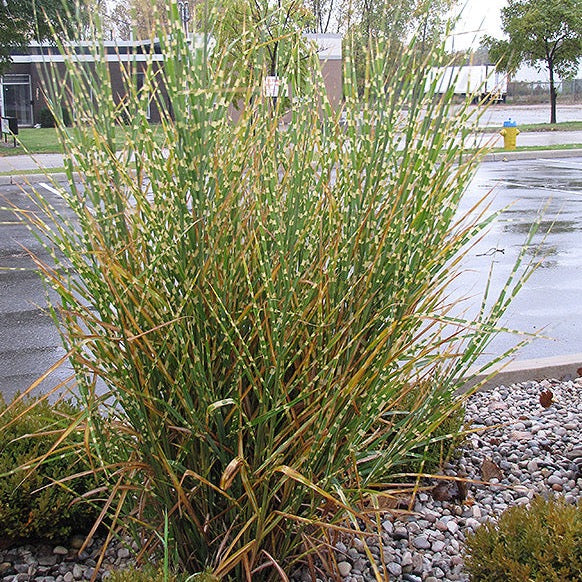 MISCANTHUS sinensis ‘Strictus’