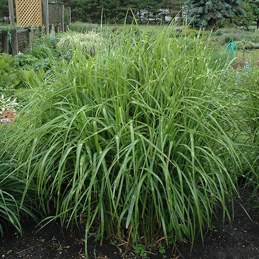 MISCANTHUS sinensis ‘Strictus’