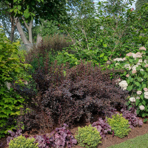 Physocarpus opulifolius 'Summer Wine Black' PW (Physocarpe opulifolius 'Summer Wine Black' PW)