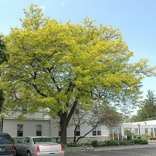 Gleditsia triacanthos 'Sunburst' (Févier d’Amérique sans épine 'Sunburst')