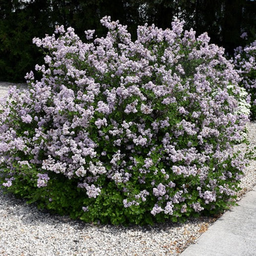 Syringa meyeri 'Palibin' (Lilas de Corée nain ‘Palibin’)