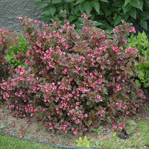 Weigela florida 'Tango' (Weigela florida 'Tango')