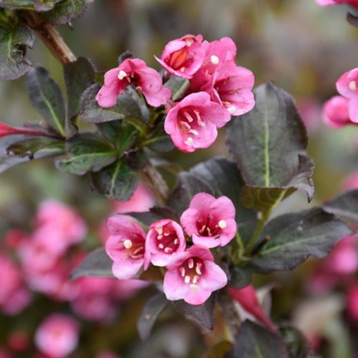 Weigela florida 'Tango' (Weigela florida 'Tango')