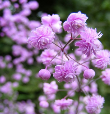 THALICTRUM delavayi ‘Hewitt’s double’