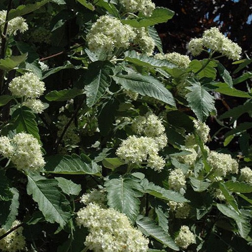 Sorbus x thuringiaca 'Fastigiata' (Sorbier à feuilles de chêne fastigié)