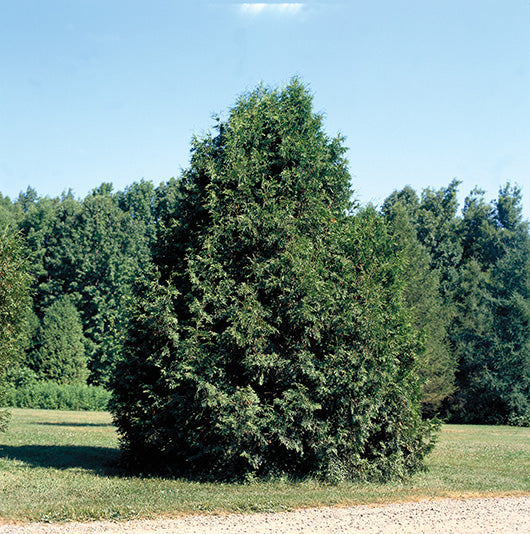 Thuja occidentalis (Cèdre blanc)