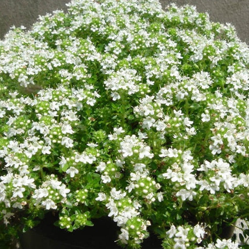 THYMUS serpyllum ‘Albus’